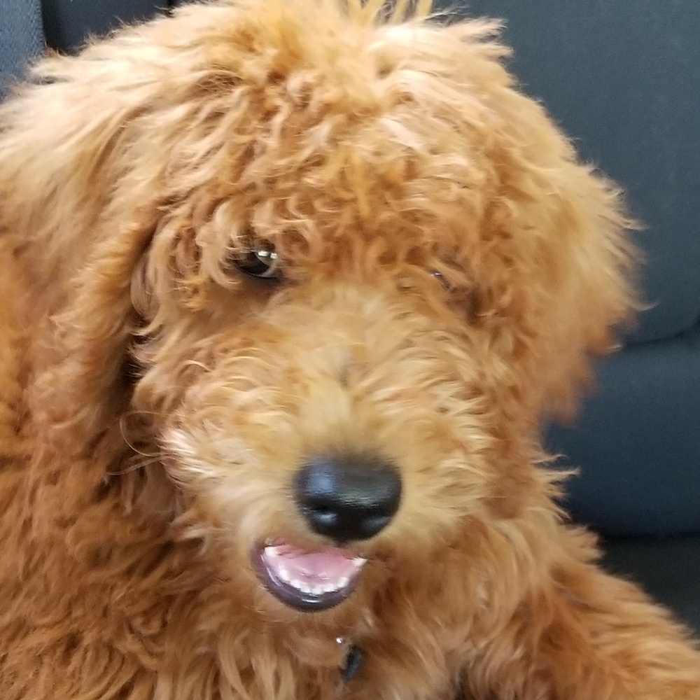 Meet your Posher, Ally